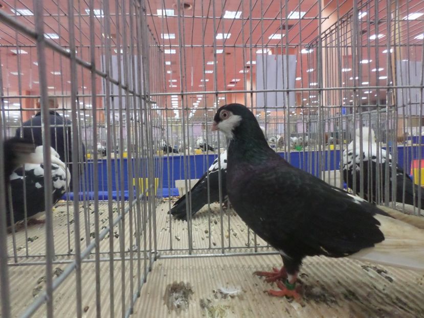 SAM_4752 - EXPOZITIA LA ROMEXPO BUC 2017