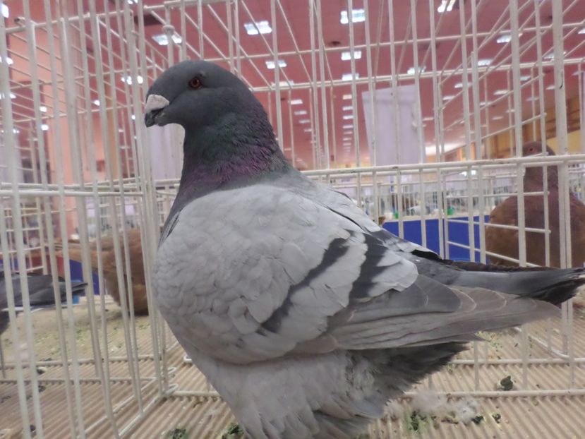 SAM_4757 - EXPOZITIA LA ROMEXPO BUC 2017