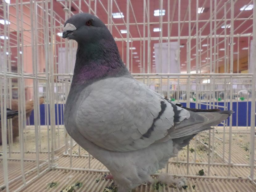 SAM_4760 - AAAAA CAMPIONII MEI LA EXPO 2017 FAUNA BANIEI