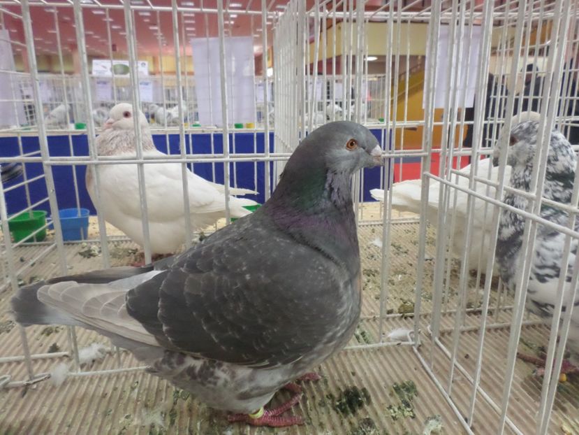 ROMEXPO 2017 92 PUNCTE - AAAAA CAMPIONII MEI LA EXPO 2017 FAUNA BANIEI