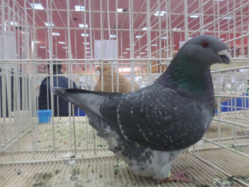 SAM_4769 - EXPOZITIA LA ROMEXPO BUC 2017