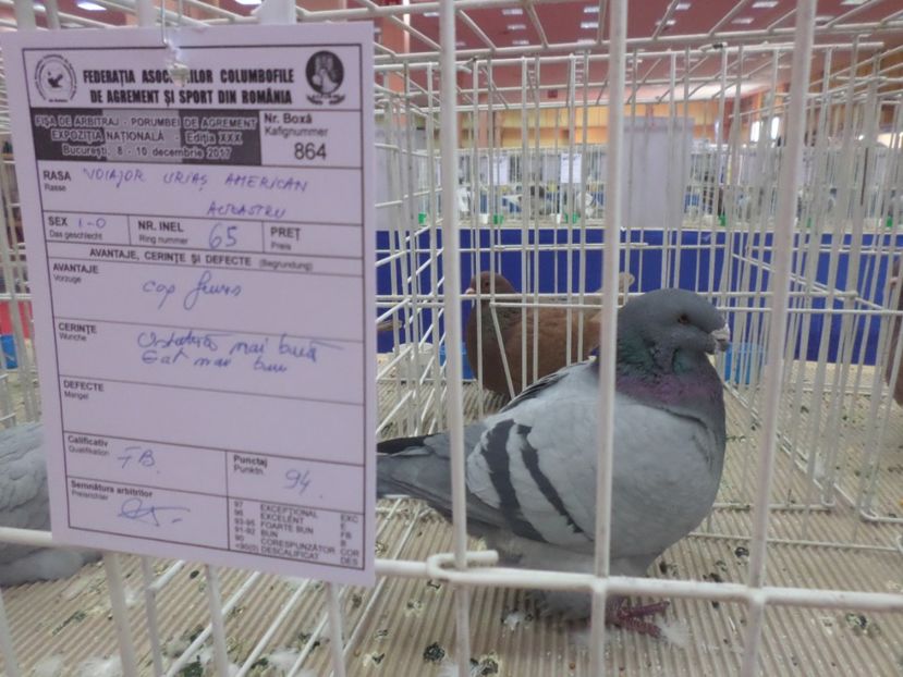 ROMEXPO 2017 94 PUNCTE - AAAAA CAMPIONII MEI LA EXPO 2017 FAUNA BANIEI