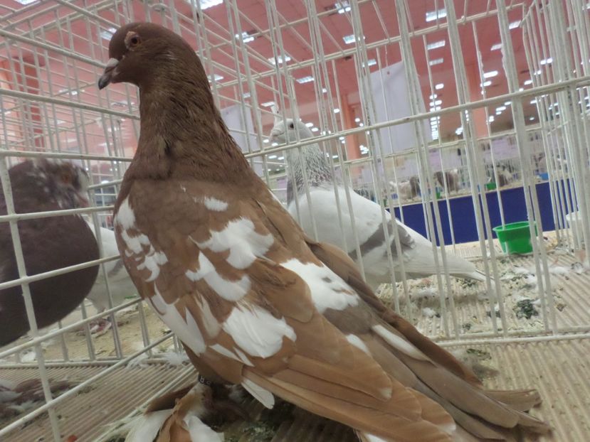 SAM_4786 - EXPOZITIA LA ROMEXPO BUC 2017