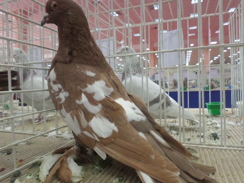 SAM_4787 - EXPOZITIA LA ROMEXPO BUC 2017