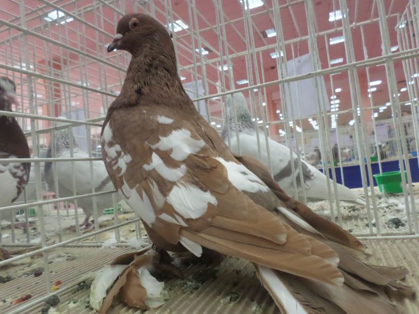 SAM_4788 - EXPOZITIA LA ROMEXPO BUC 2017