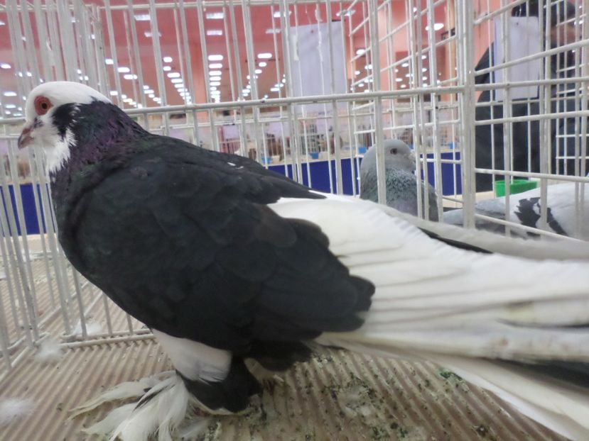 SAM_4791 - EXPOZITIA LA ROMEXPO BUC 2017