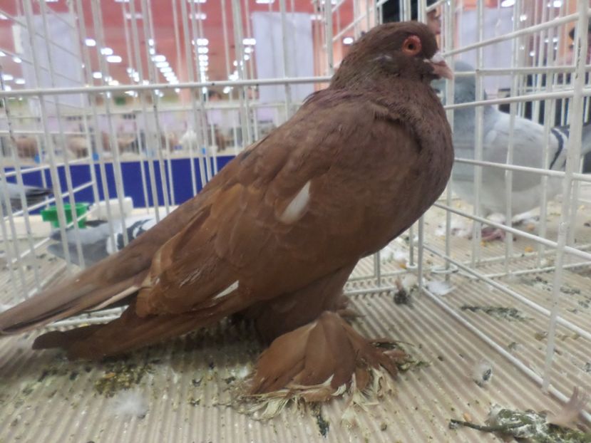 SAM_4792 - EXPOZITIA LA ROMEXPO BUC 2017