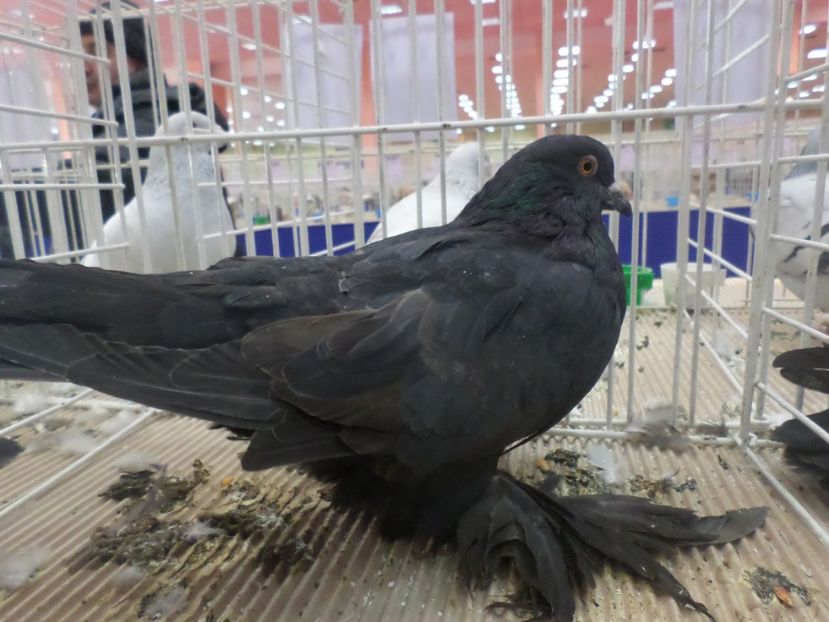 SAM_4794 - EXPOZITIA LA ROMEXPO BUC 2017