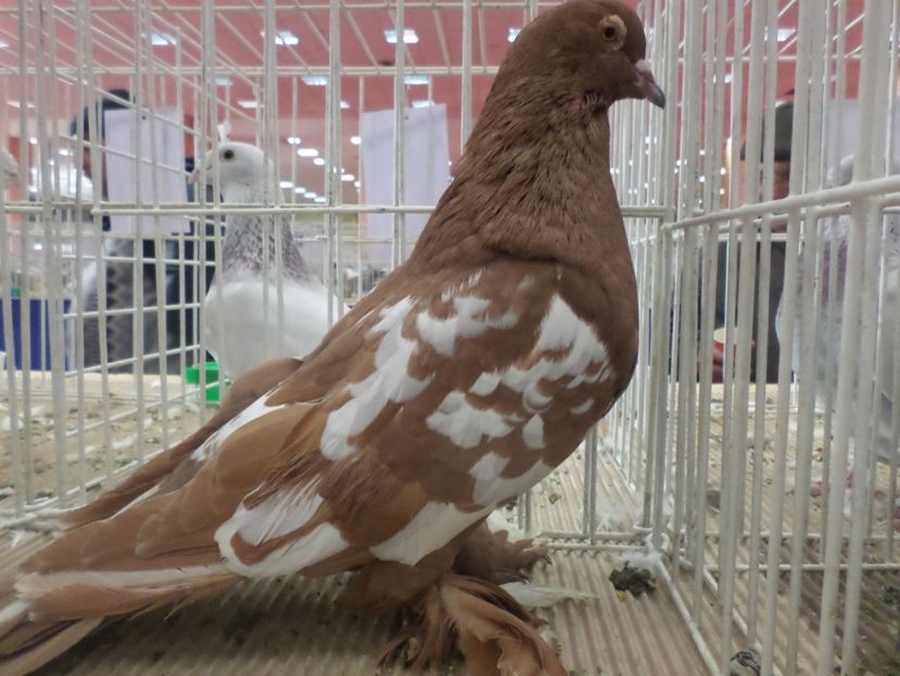 SAM_4795 - EXPOZITIA LA ROMEXPO BUC 2017