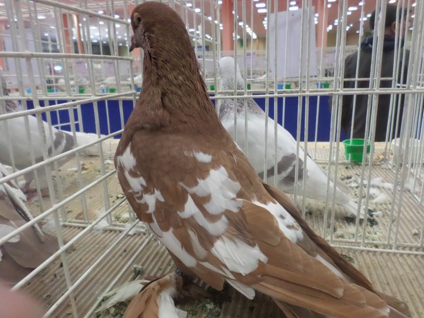 SAM_4796 - EXPOZITIA LA ROMEXPO BUC 2017