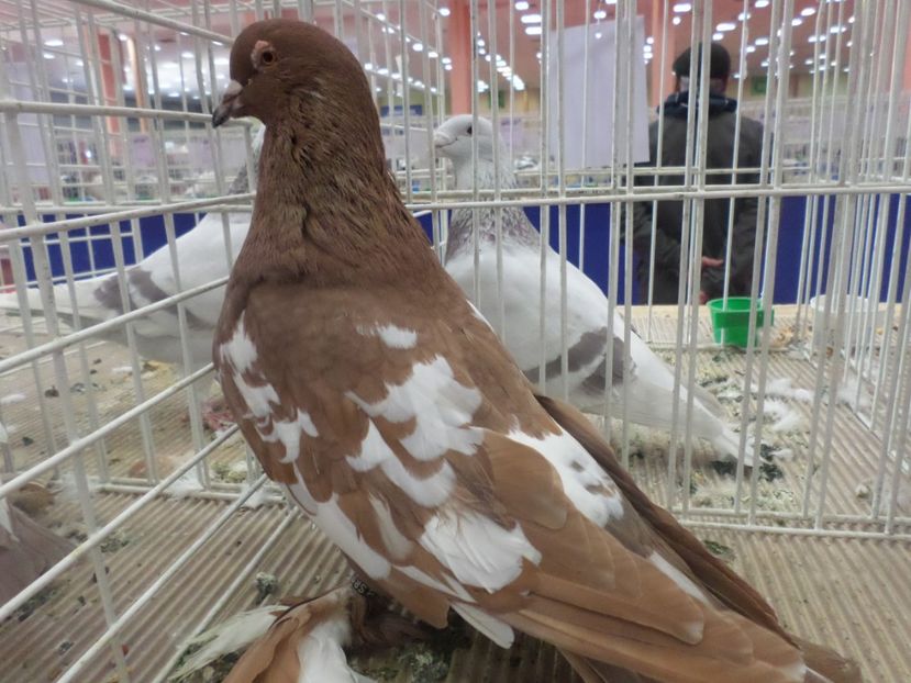 SAM_4797 - EXPOZITIA LA ROMEXPO BUC 2017