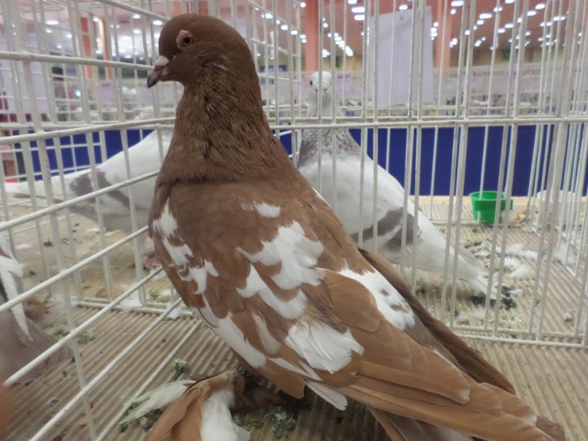 SAM_4798 - EXPOZITIA LA ROMEXPO BUC 2017