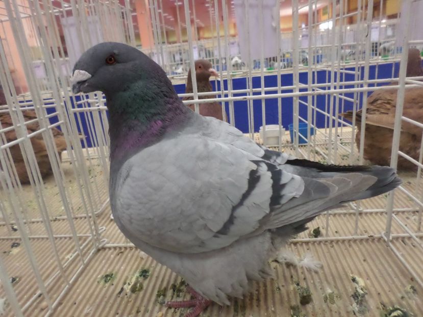 SAM_4801 - EXPOZITIA LA ROMEXPO BUC 2017