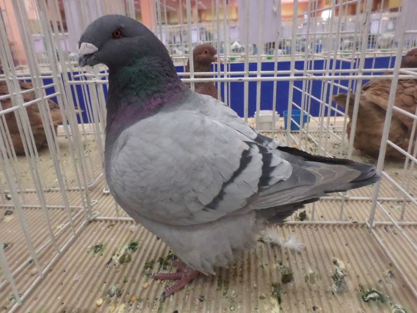 SAM_4802 - EXPOZITIA LA ROMEXPO BUC 2017