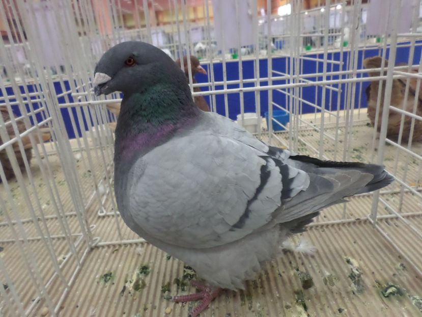 SAM_4803 - EXPOZITIA LA ROMEXPO BUC 2017