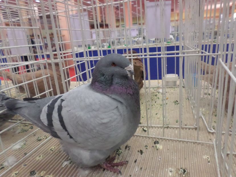 SAM_4804 - EXPOZITIA LA ROMEXPO BUC 2017