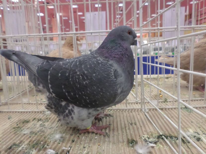 SAM_4807 - EXPOZITIA LA ROMEXPO BUC 2017