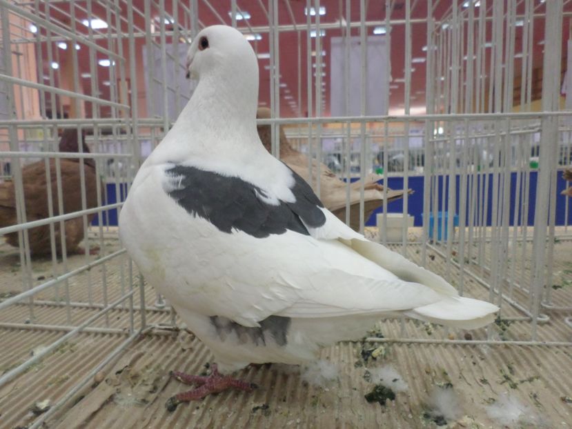 SAM_4811 - EXPOZITIA LA ROMEXPO BUC 2017