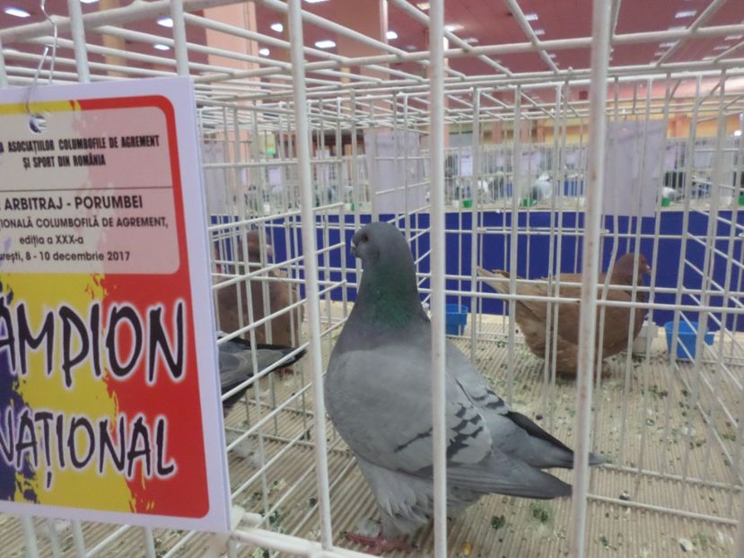 SAM_4814 - EXPOZITIA LA ROMEXPO BUC 2017