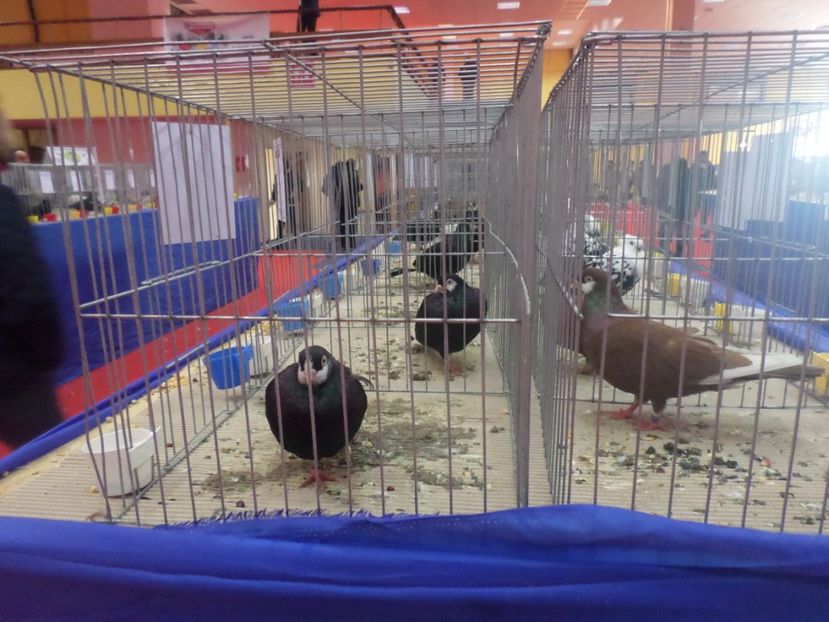 SAM_4815 - EXPOZITIA LA ROMEXPO BUC 2017