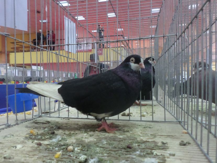 SAM_4816 - EXPOZITIA LA ROMEXPO BUC 2017