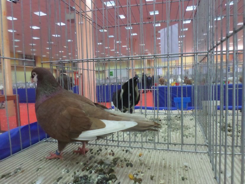 SAM_4818 - EXPOZITIA LA ROMEXPO BUC 2017