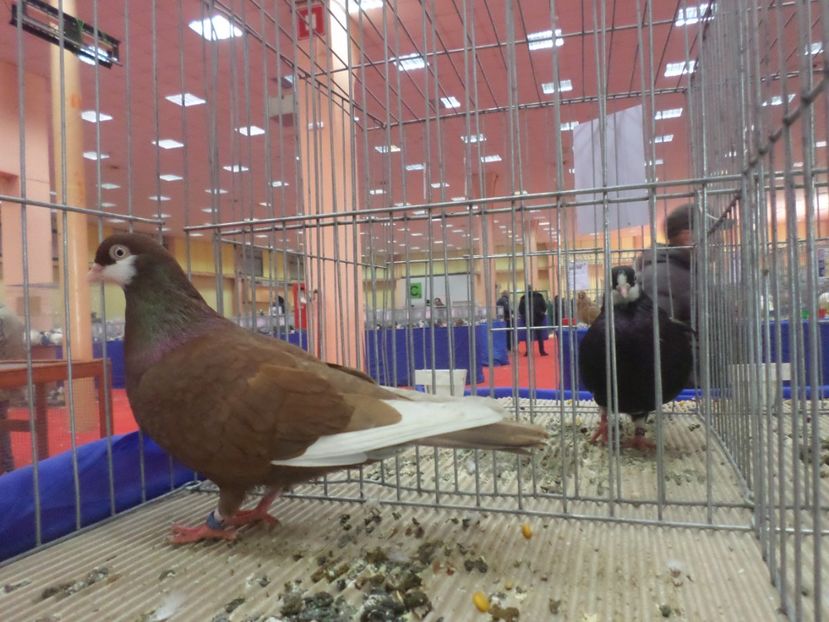 SAM_4820 - EXPOZITIA LA ROMEXPO BUC 2017