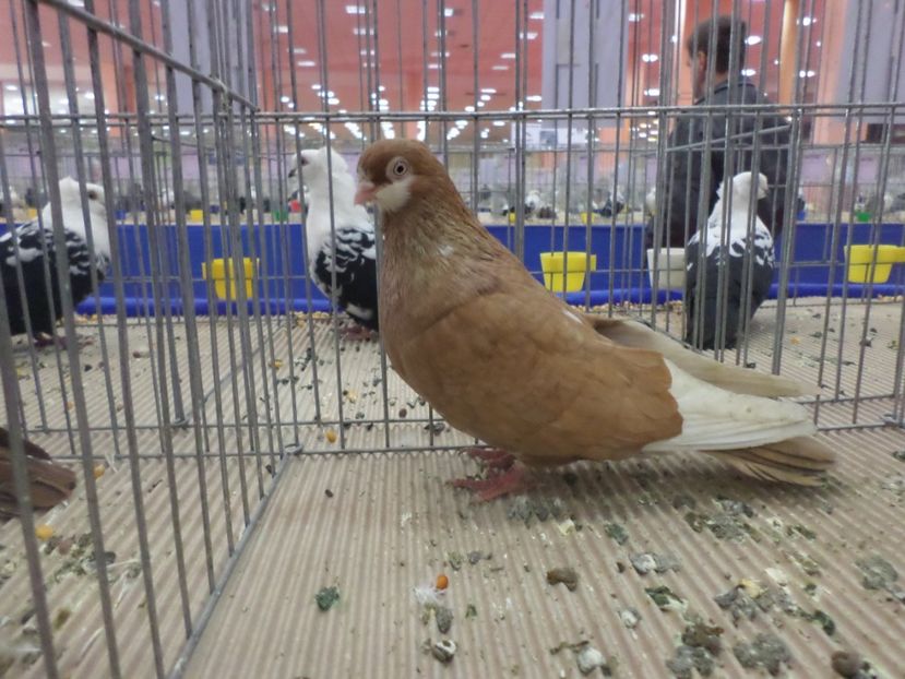 SAM_4824 - EXPOZITIA LA ROMEXPO BUC 2017