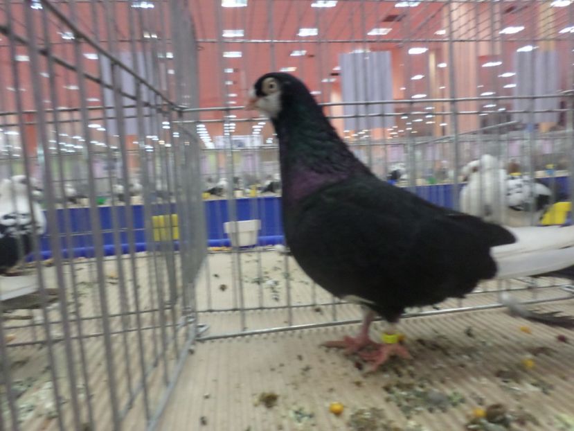 SAM_4825 - EXPOZITIA LA ROMEXPO BUC 2017