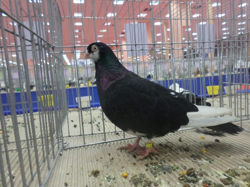 SAM_4826 - EXPOZITIA LA ROMEXPO BUC 2017