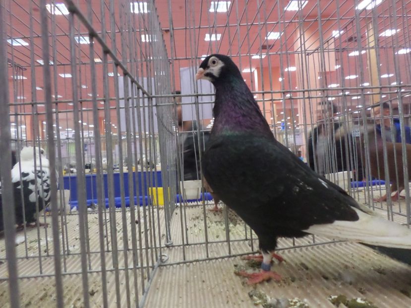 SAM_4829 - EXPOZITIA LA ROMEXPO BUC 2017