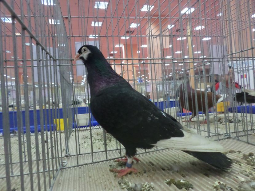 SAM_4830 - EXPOZITIA LA ROMEXPO BUC 2017