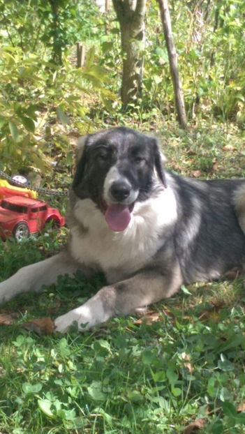 IMG-20170925-WA0000 - AMBRA-CIOBANESC ROMANESC CARPATIN