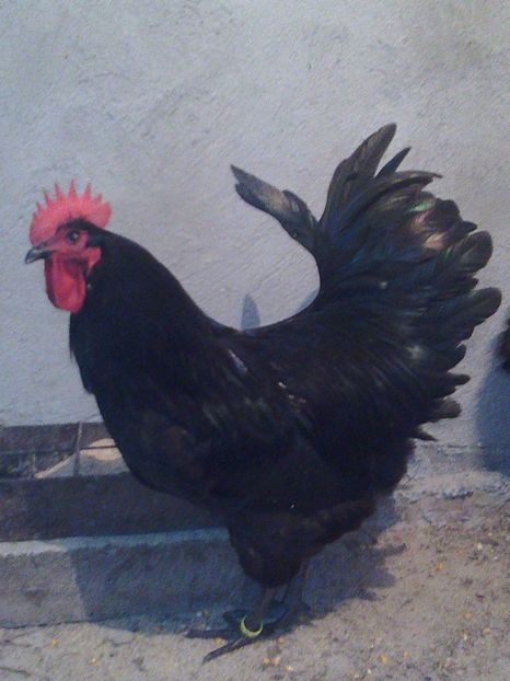  - Gaini Australorp matca 2018 oua de vanzare