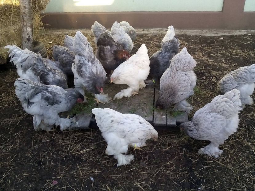 24955385_2012900182286145_3465333583618433760_o - Brahma albastru pentru 2018