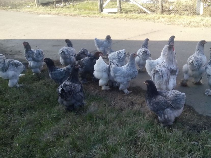 24955594_2012898632286300_8807441605175818120_o - Brahma albastru pentru 2018