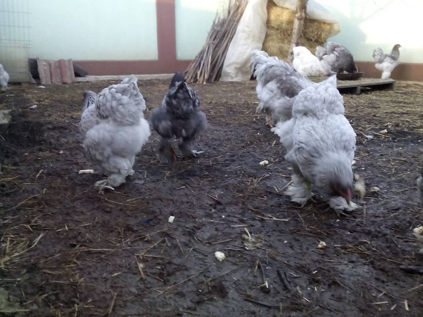 24955743_2012890488953781_2734599623779426996_o - Brahma albastru pentru 2018