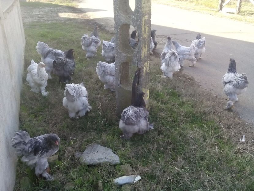 24955744_2012898542286309_418477513504913390_o - Brahma albastru pentru 2018