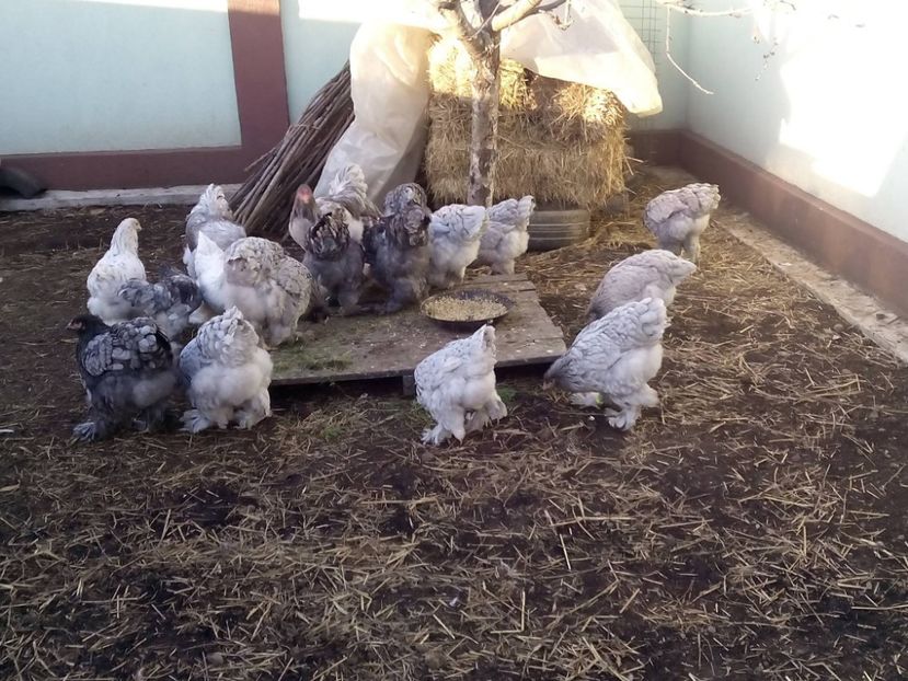 24955750_2012899882286175_434092294541858510_o - Brahma albastru pentru 2018