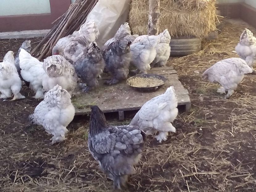 24958736_2012899925619504_3334609838081273934_o - Brahma albastru pentru 2018