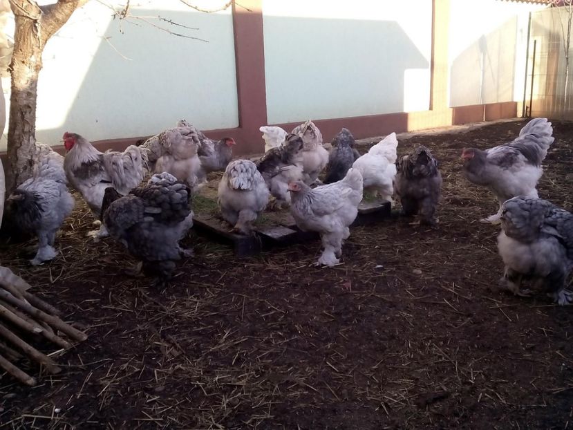 25073120_2012899372286226_380847224948159247_o - Brahma albastru pentru 2018