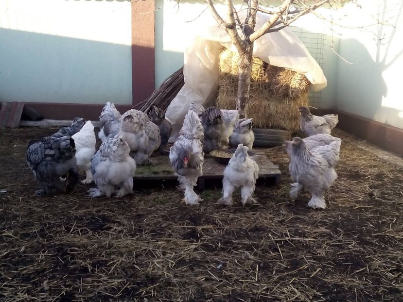 25074968_2012899712286192_7137672456609807606_o - Brahma albastru pentru 2018