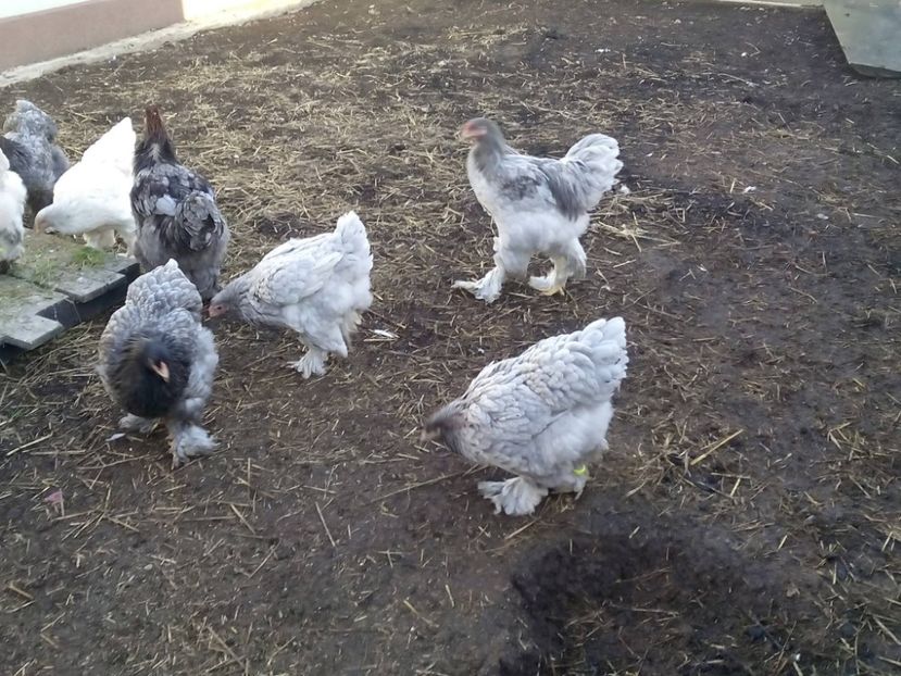 25300046_2012899445619552_1935622534343090256_o - Brahma albastru pentru 2018