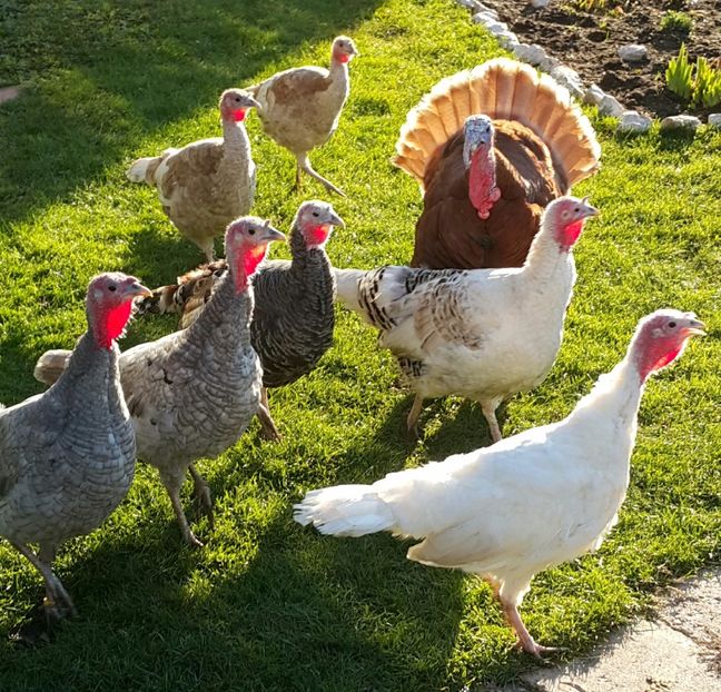 Matca 2018 - A-Curci