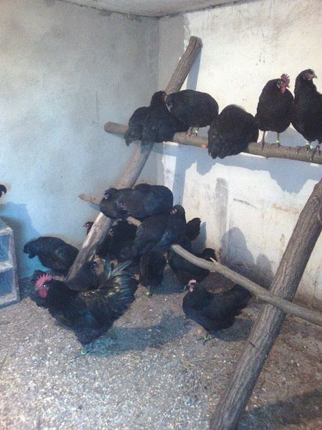  - Gaini Australorp matca 2018 oua de vanzare