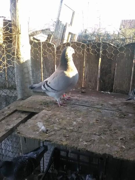 received_1984668505134176 - Albastrii