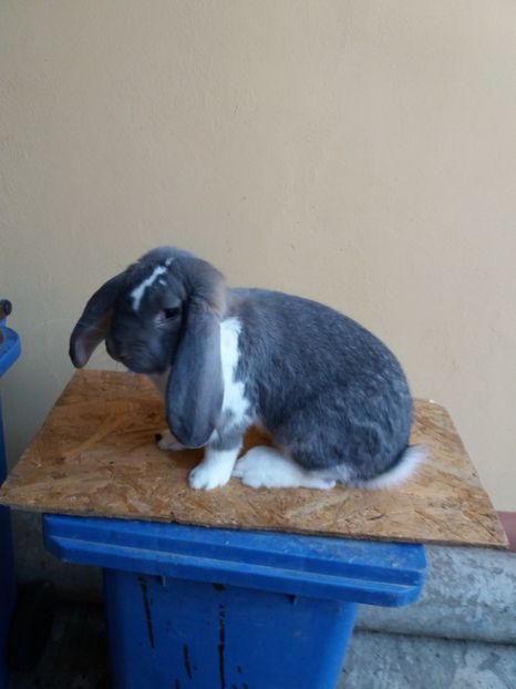  - Berbec mignon mantulat pt Bucuresti