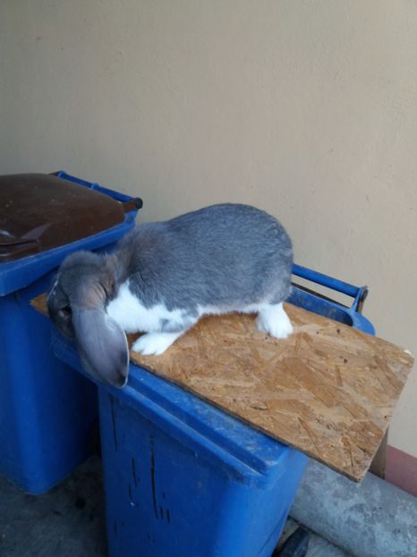  - Berbec mignon mantulat pt Bucuresti