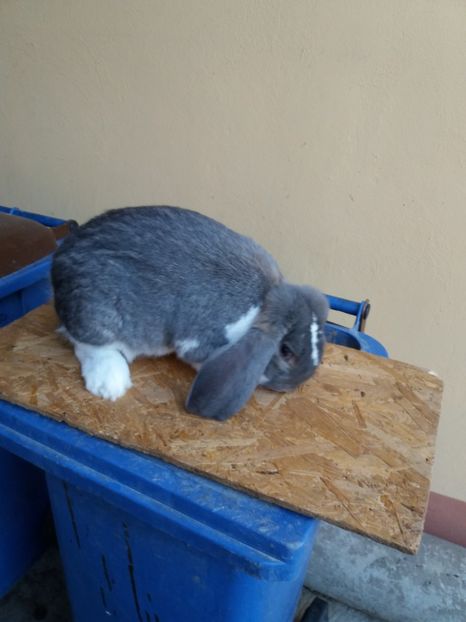  - Berbec mignon mantulat pt Bucuresti