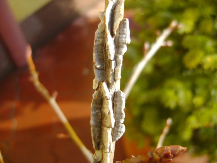 Liquidambar styraciflua - Toamna 2016-2017